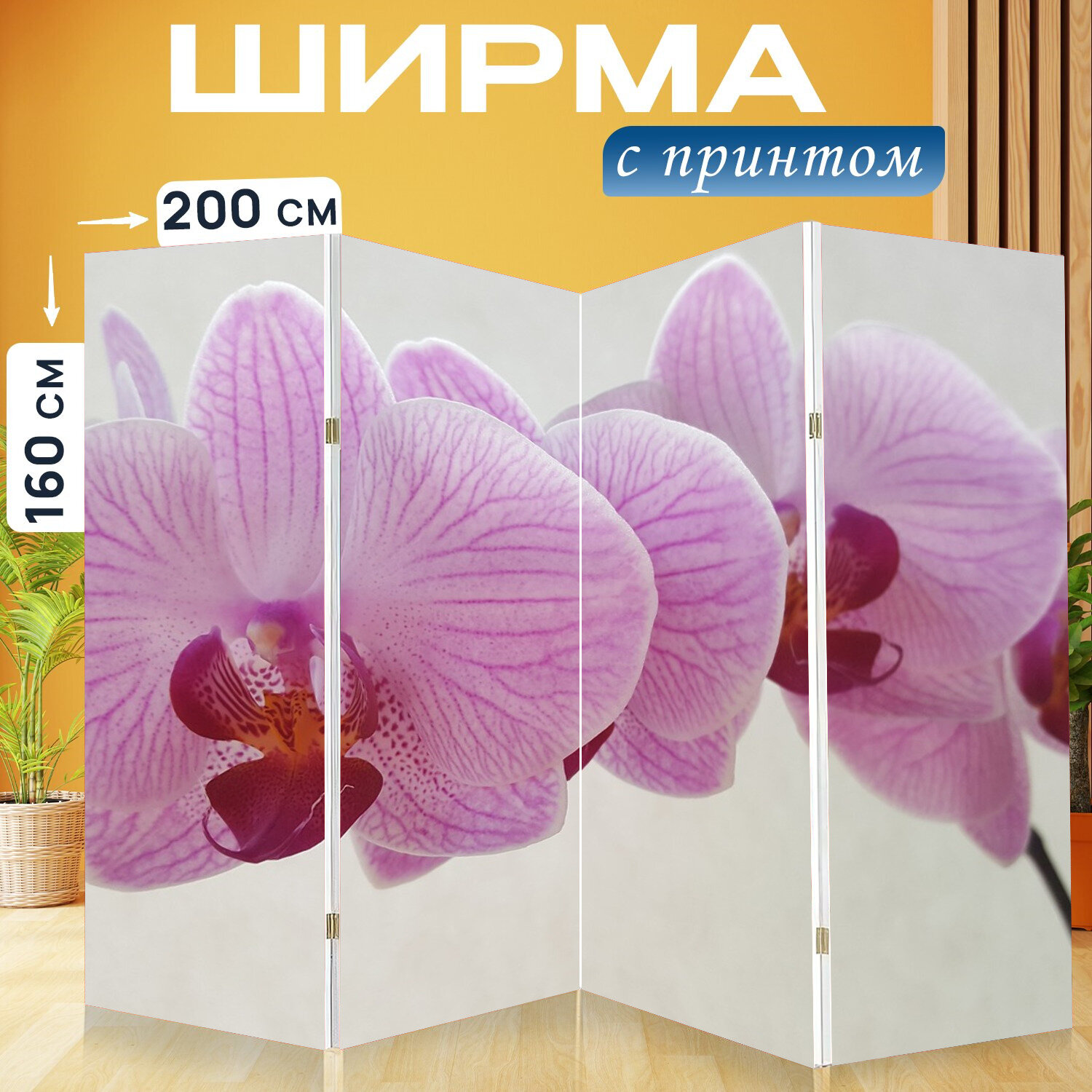 Ширма перегородка с принтом "Орхидея, фаленопсис, цветок" на холсте - 200x160 см. для зонирования, раскладная