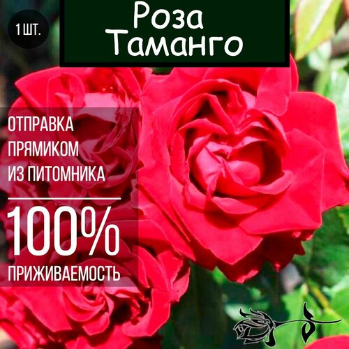 Саженец розы Таманго / Спрей роза роза джессика миниатюрная спрей 1 саженец