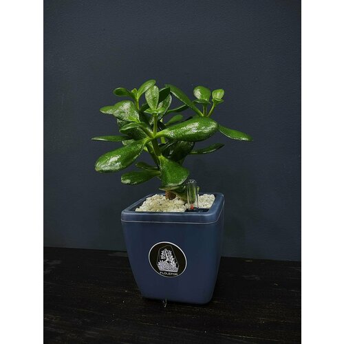 Крассула в кашпо с автополивом 1,5л от Flolefor