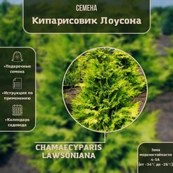 Кипарисовик Лоусона / Лавсона (лат. Chamaecyparis lawsoniana) семена 100 шт + подарочек