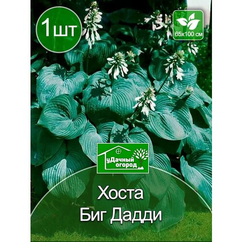 Хоста Биг Дадди (гибридная) 1 шт луковицы поиск хоста гибридная инвинсибл 1 шт