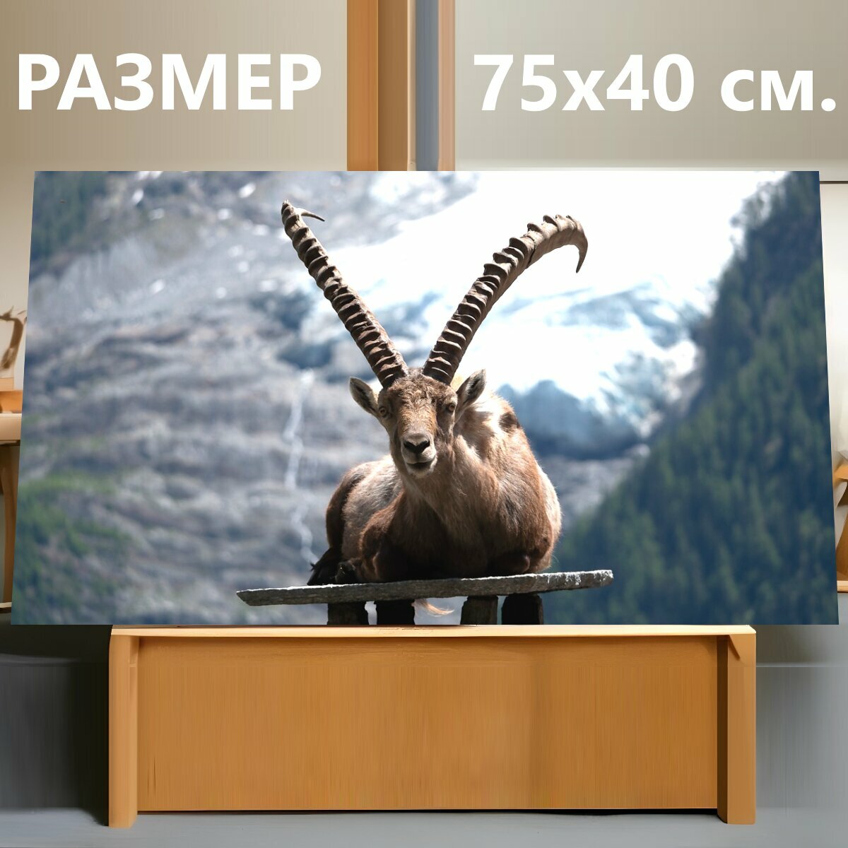 Картина на холсте "Горный козел, альпы, гора" на подрамнике 75х40 см. для интерьера