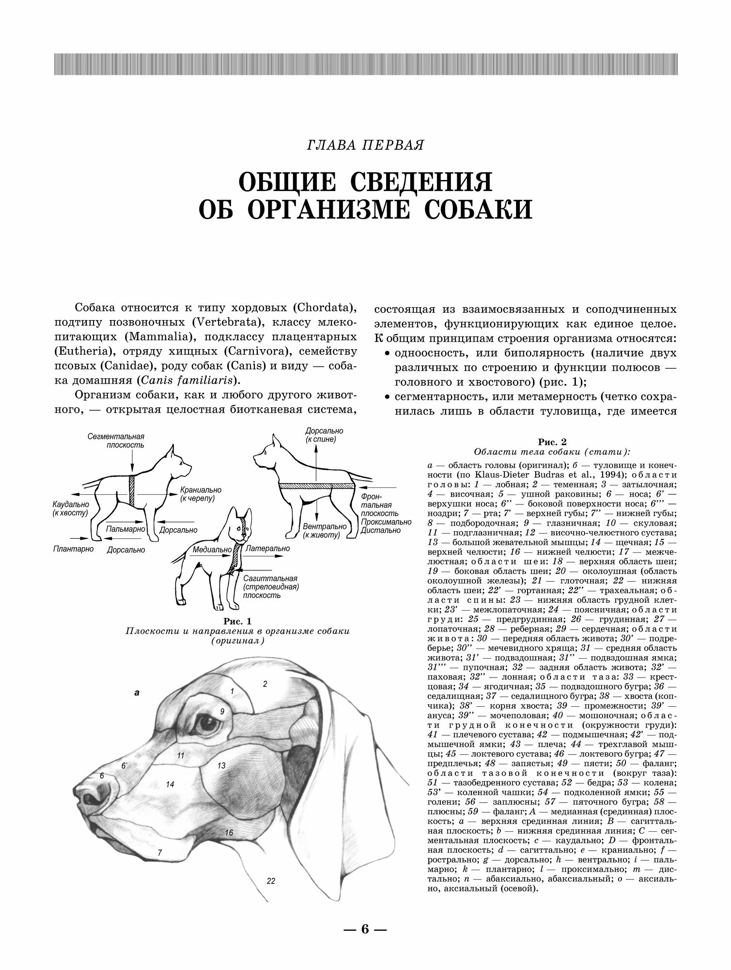 Анатомия собаки. Соматические системы. Учебник для вузов - фото №6