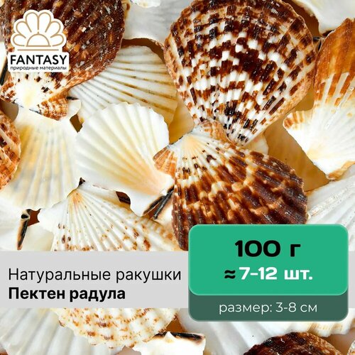 Натуральные морские ракушки FANTASY Пектен радула отборные набор весом 100 г 7-12 шт 310₽