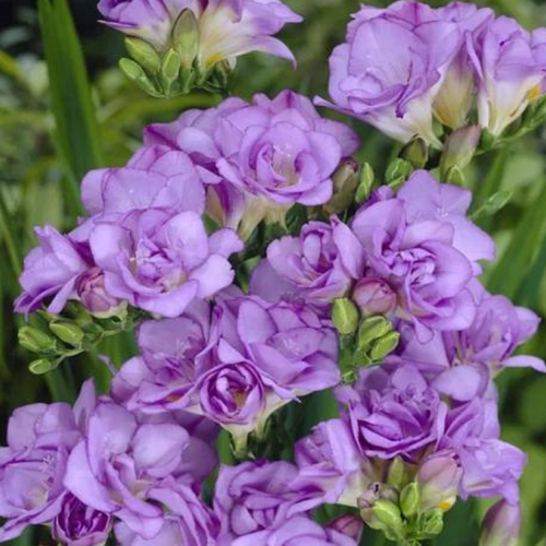 Луковицы Фрезия Голубая ( 10 шт )