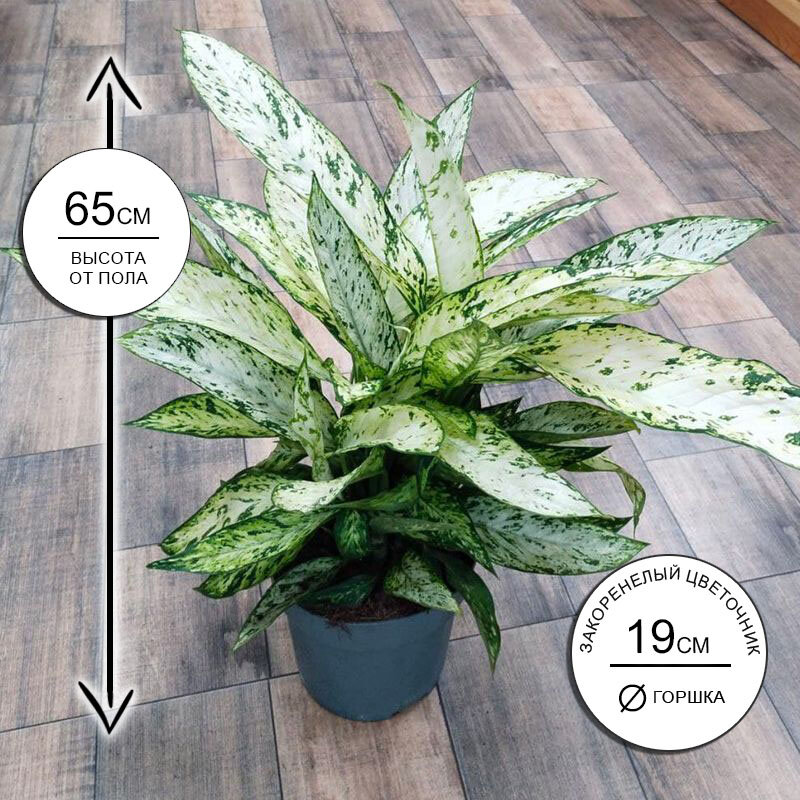 Диффенбахия Везувий 19*65 живое комнатное растение в горшке Закоренелый Цветочник