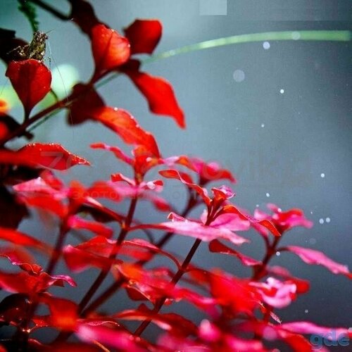 Людвигия Супер ред 5 веточек 1000₽