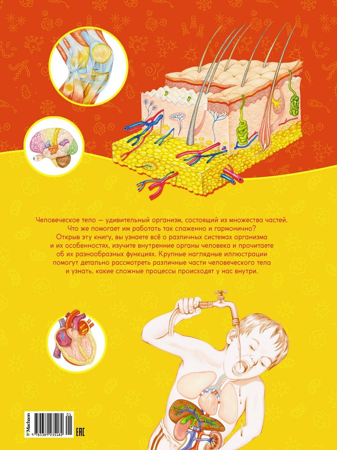 Первый атлас анатомии человека — фото 1