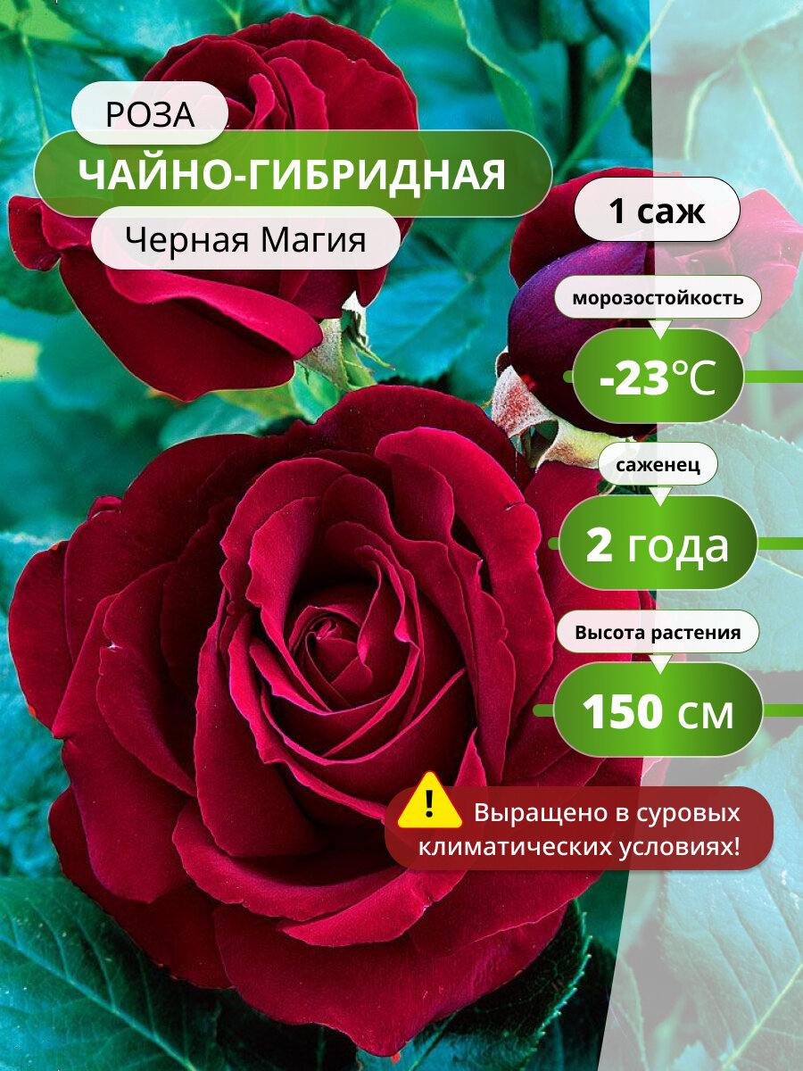 Роза чайно-гибридная Черная Магия (Black Magic) / 1 шт розы