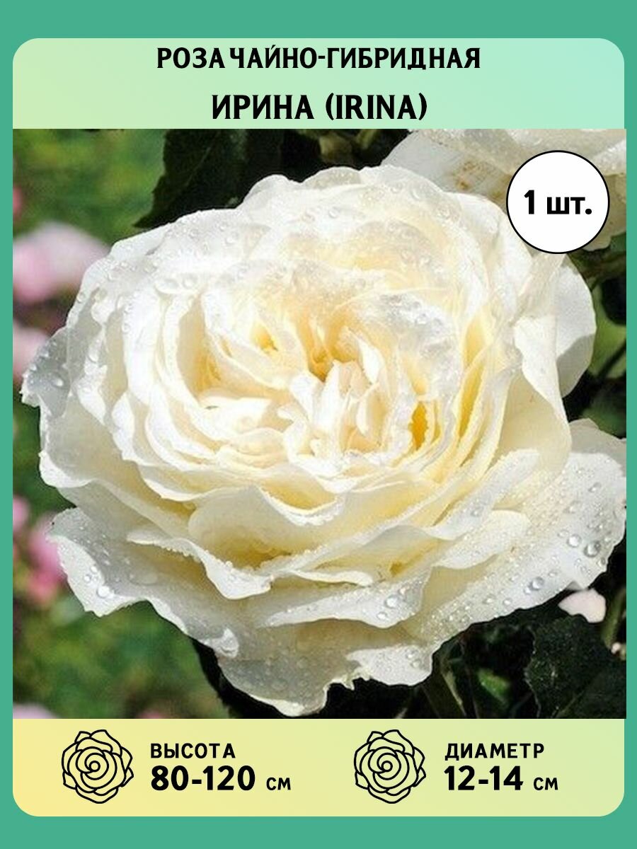 Роза ирина фото и описание отзывы