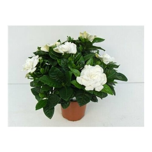 Гардения (30)