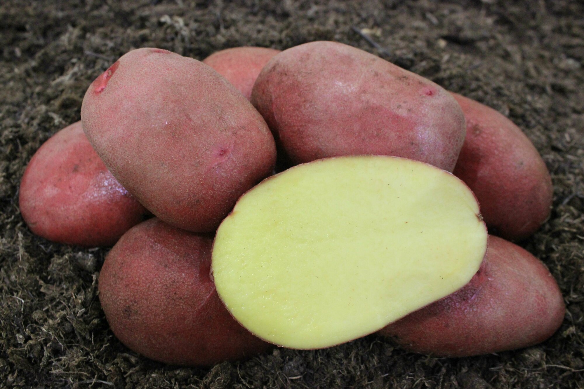 Картофель семенной Мираж (суперэлита) (4 кг) Хранение пюре жарка запекание