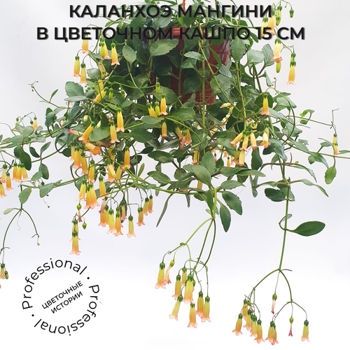 Каланхоэ мангини в кашпо диаметром 15 см