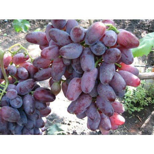 Виноград плодовый 'Байконур' виноград плодовый байконур 1 шт