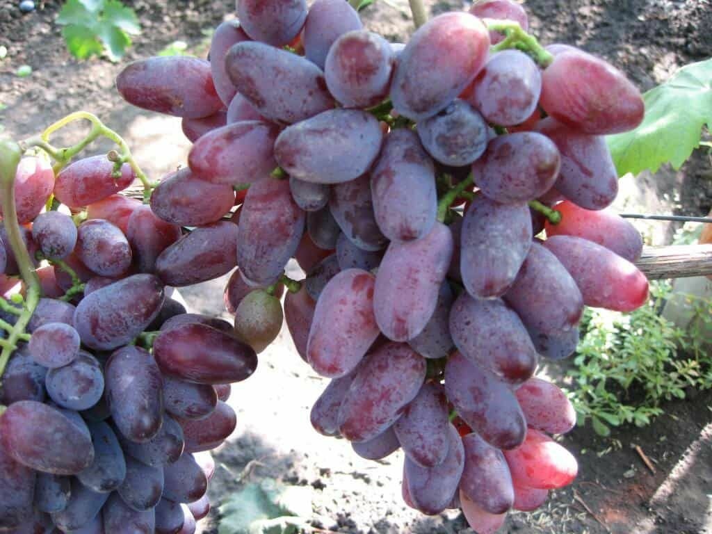 Виноград плодовый 'Байконур'