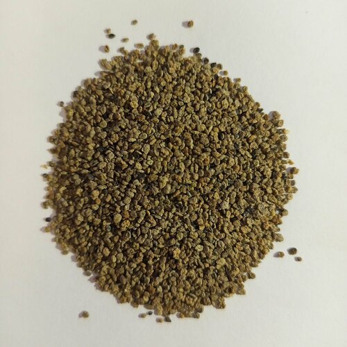 Семена кохия веничная (летний кипарис) для посадки 1000 штук кохия веничная летний кипарис 1 уп 0 3 г