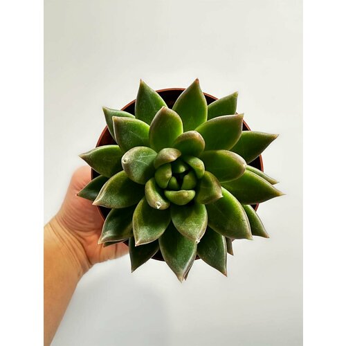 Эхеверия Агавовая Суккулент D-9, H-12