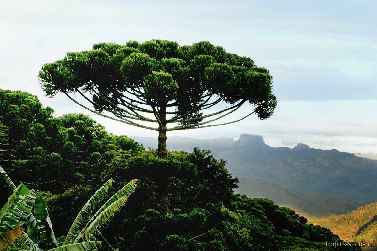 Араукария бразильская (лат. Araucaria angustifolia) семена 1шт + подарочек