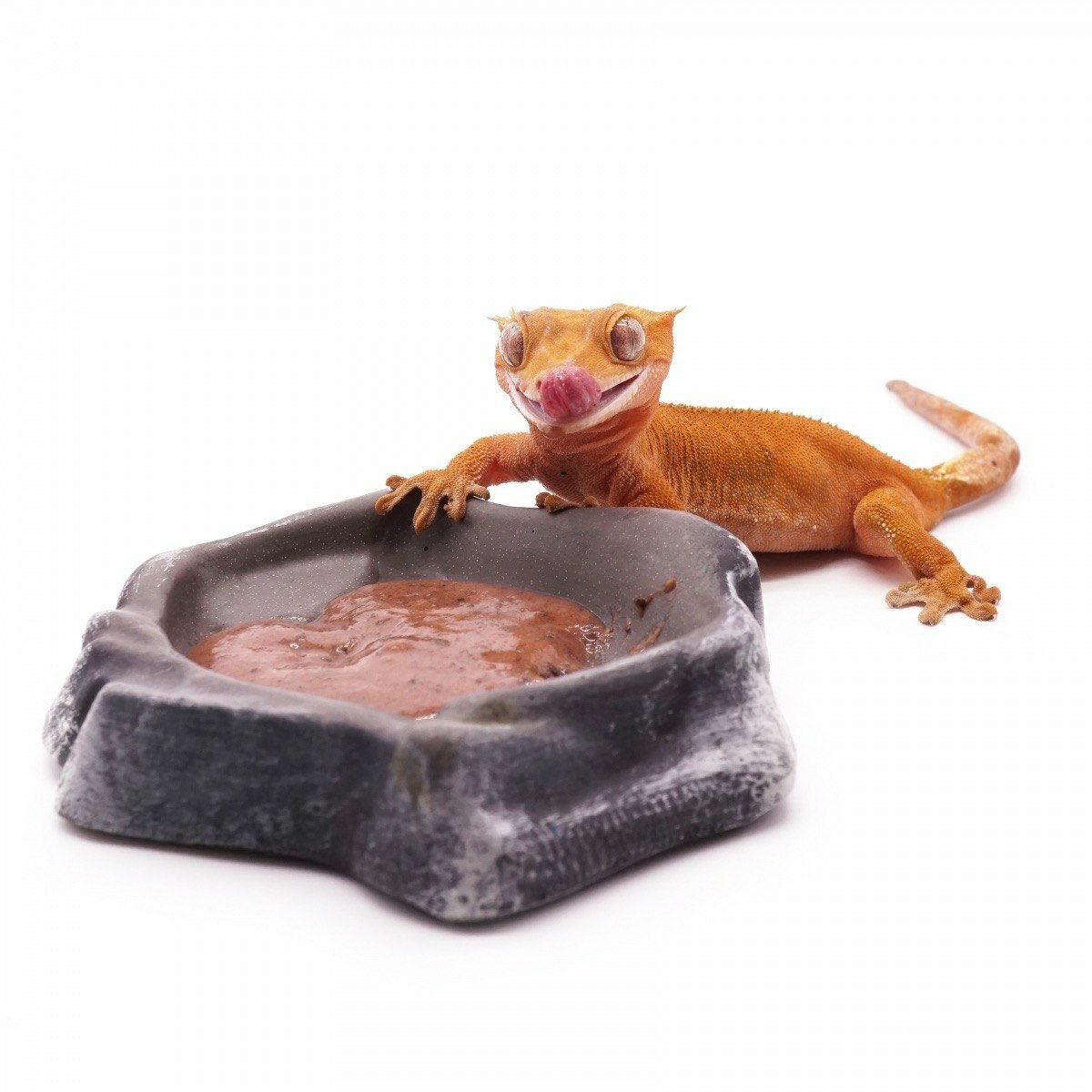 Корм для рептилий Kate s Geckos Lab Passion fruit and Insects gecko diet 100 грамм пищевая добавка , полнорационная смесь для бананоедов и других гекконов Маракуйя