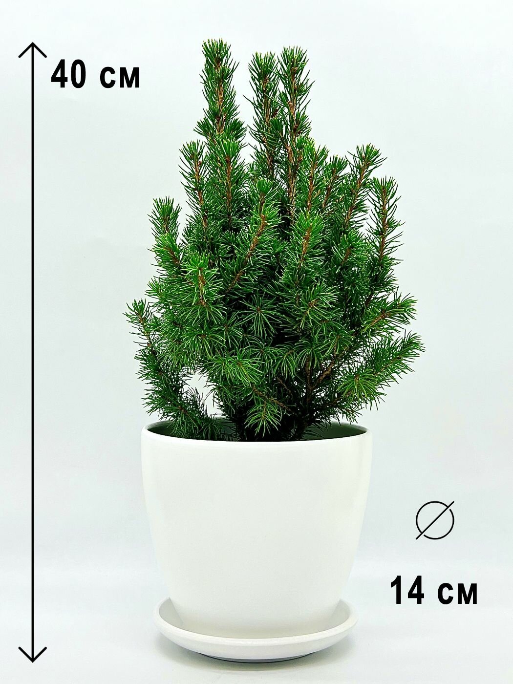 Ель Коника живая в белом керамическом горшке с поддоном высота 31-34 см