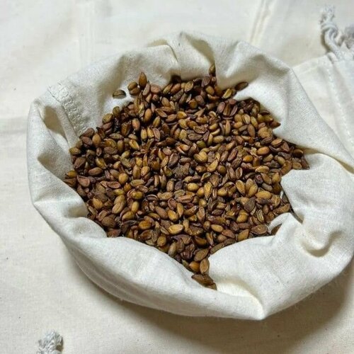 Семена Магонии Биля, 5 грамм (примерно 145 шт)