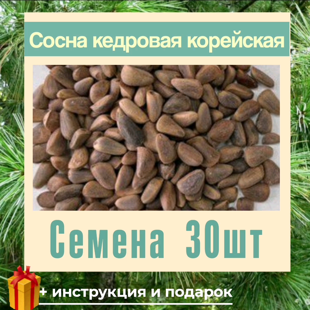 Сосна кедровая корейская, семена 30 шт. (Корейский кедр), с подробной инструкцией.