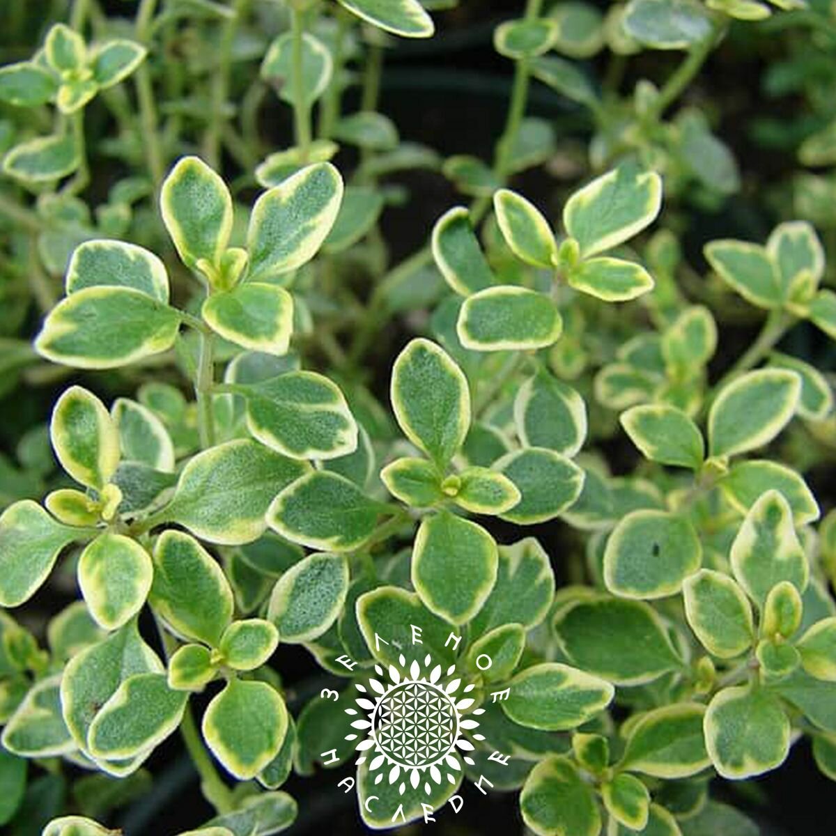 Семена Тимьян лимонный (лат. Thymus citriodorus) 25 шт от Green Legacy — фото 1