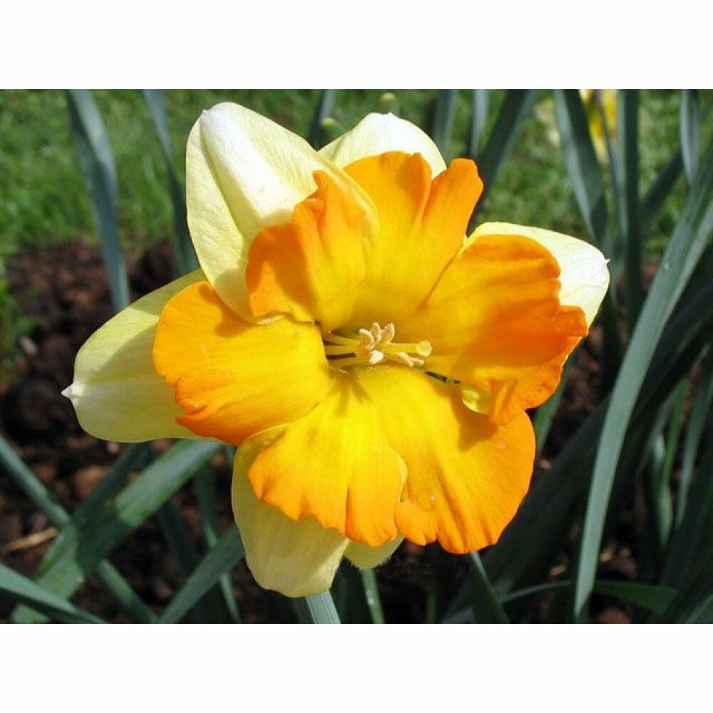 Нарцисс Мондрагон 10 шт