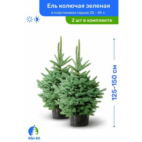 Ель колючая зелёная 125-150 см в пластиковом горшке 20-45 л, саженец, хвойное живое растение, комплект из 2 шт
