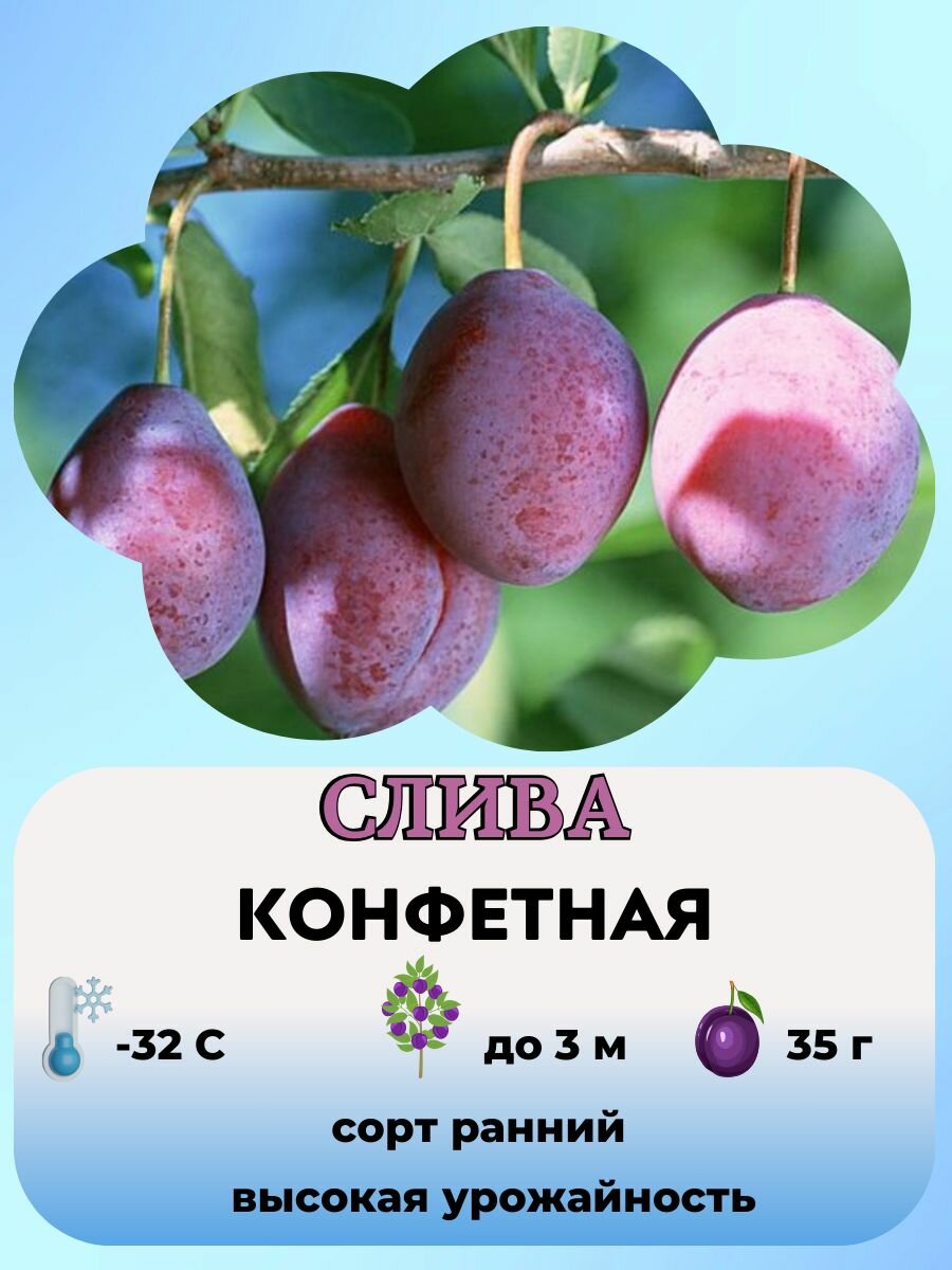 Слива, саженцы плодовых деревьев