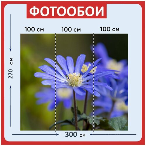 Фотообои Цветок маргаритка синий 300x270 см флизелиновыена стену 3950₽