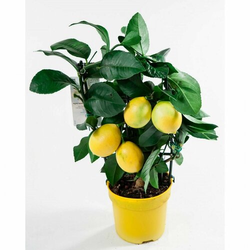 Растение Цитрофортунела лимон D15 H35 4999₽