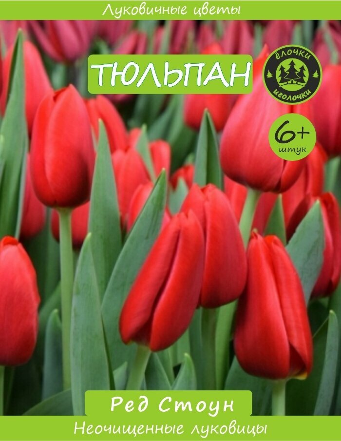 Тюльпан Луковица  Ред Стоун  6  шт  Ёлочки иголочки 