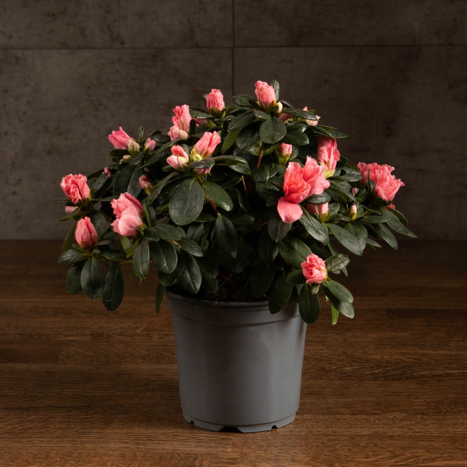 Азалия индика коралловая 25/12