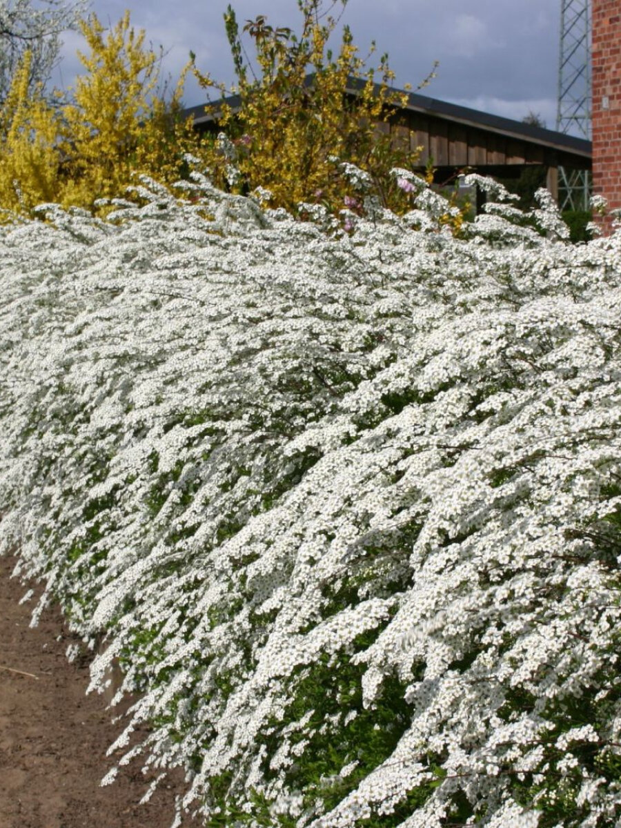 Спирея серая Грефшейм (Spiraea cinerea Grefsheim) / морозостойкий сорт