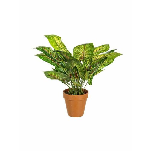 Растение декоративное BIZZOTTO CALADIO VARIEG 0172395 450h