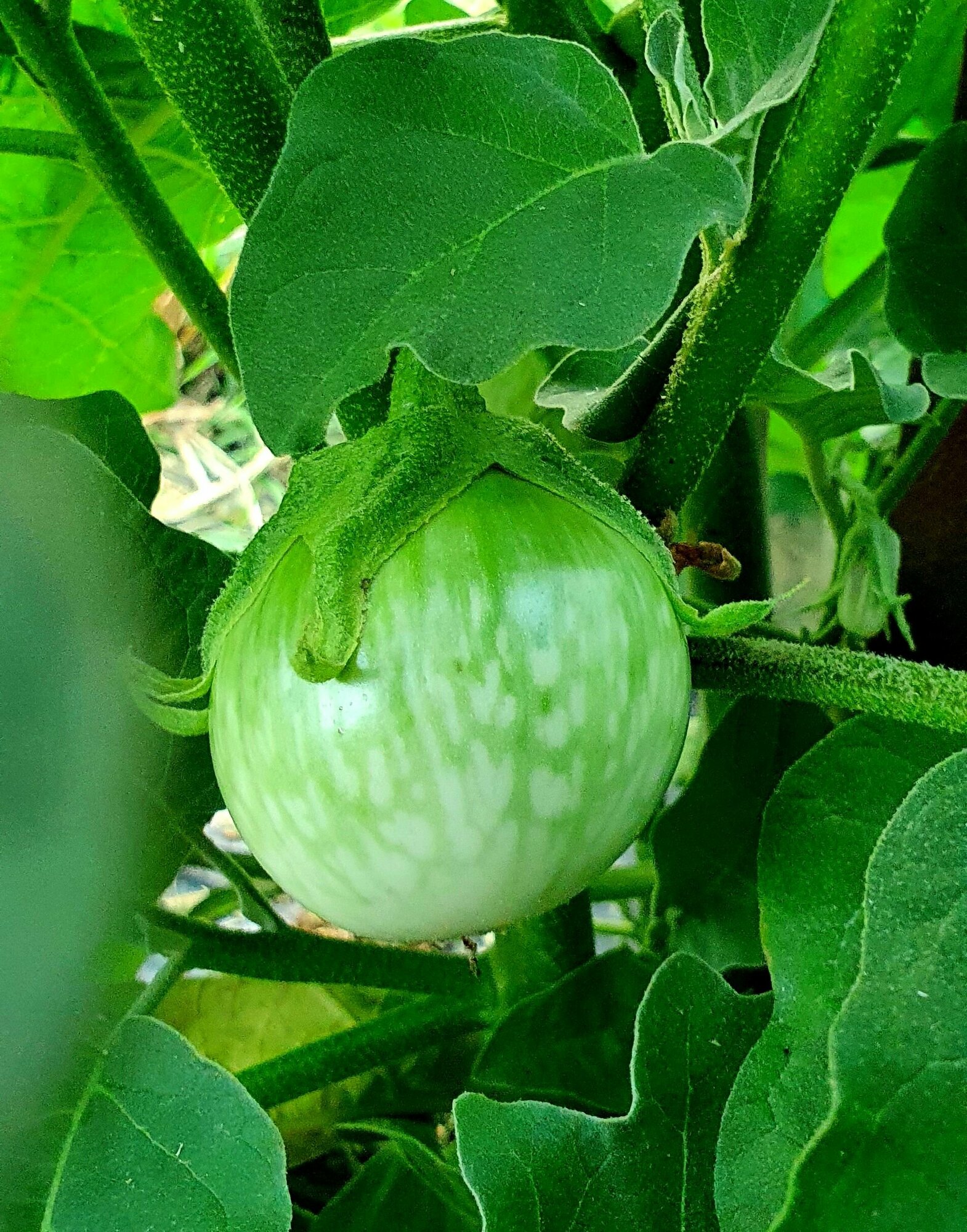 Семена Баклажан тайский ЧАО прайо (Thai Chao Prayo) / Seeds And Goods / в пакетике zip-lock без полиграфии 10 семян