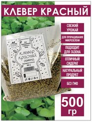 Клевер Красный семена для проращивания, 500 гр.