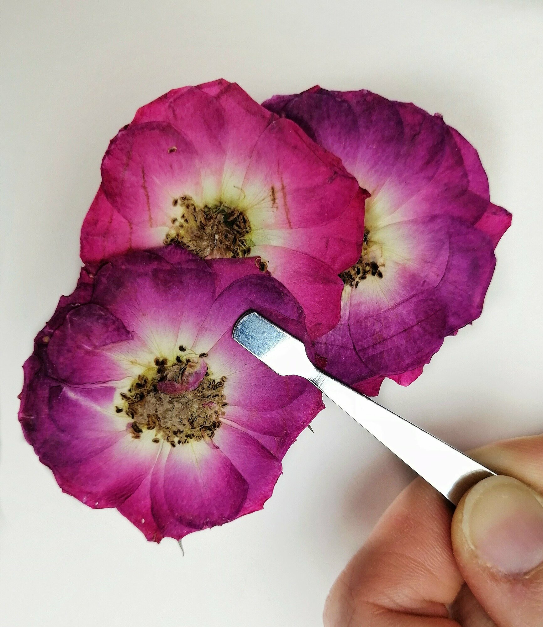 Плоские сухоцветы - Роза розовая для заливки смолой и рукоделия, 5 шт