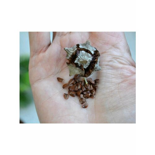 Семена Елки Иголки