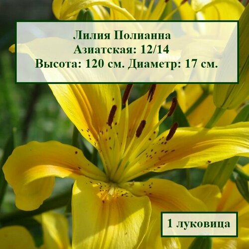 Лилия азиатская Полианна (1 луковица) луковица лилия азиатская махровая пинк блоссом