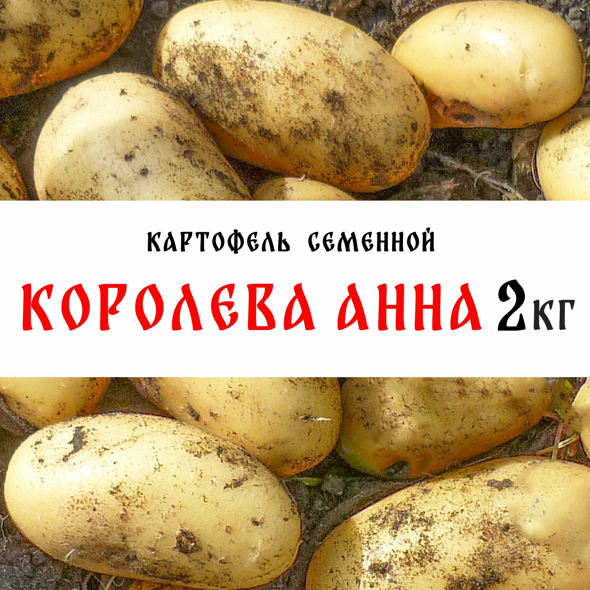 Семенной картофель сорта "Королева Анна" 2кг, клубни, 1я репродукция