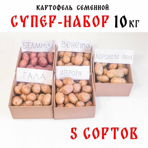 Семенной картофель, набор 5 соров: Венета, Беллароза, Аврора, Корорлева Анна, Гала картофель красный россия 2кг