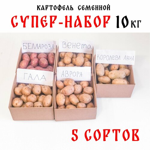 Семенной картофель, набор 5 соров: Венета, Беллароза, Аврора, Корорлева Анна, Гала картофель гала мытый мелкий россия 2кг