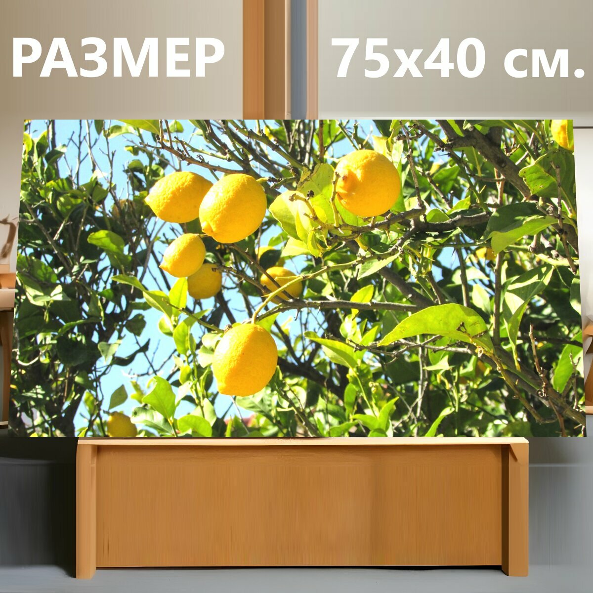 Картина на холсте "Кипр, лимонное дерево, лимон" на подрамнике 75х40 см. для интерьера