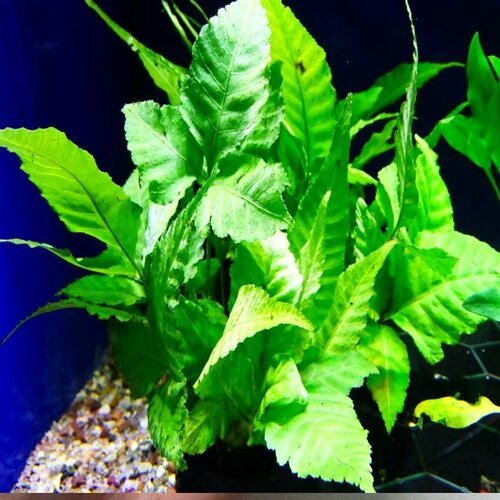 Болбитис гетероклита (Bolbitis heteroclita) - 1 штука. Живое палюдариумное растение