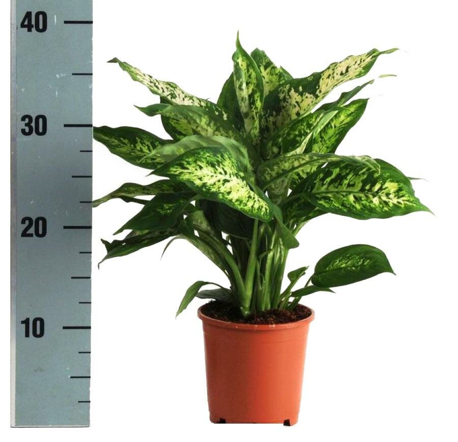 Диффенбахия Компакта - Dieffenbachia compacta D14 H40