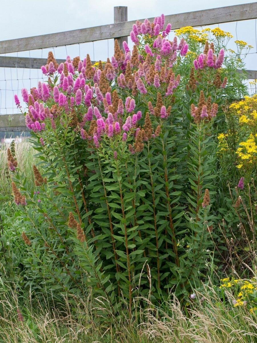 Спирея Билларда семена 30 штук