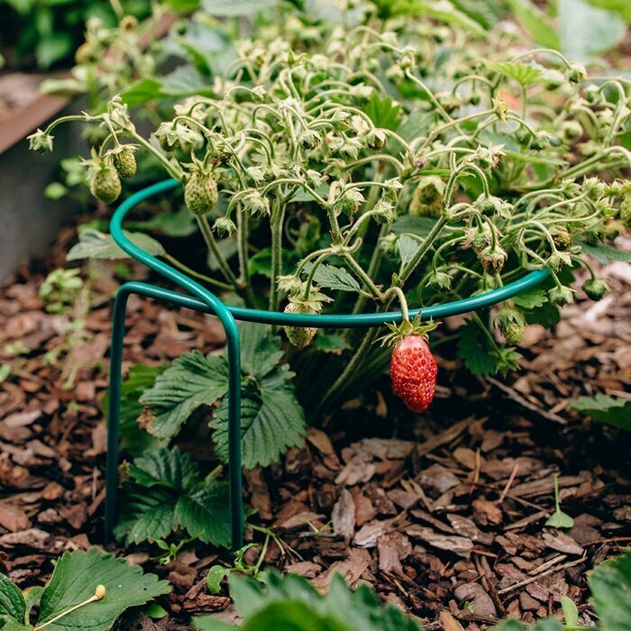 Кустодержатель для клубники "Greengo" d = 20 см, h = 25 см, ножка d = 0,3 см, металл, зелёный — фото 1