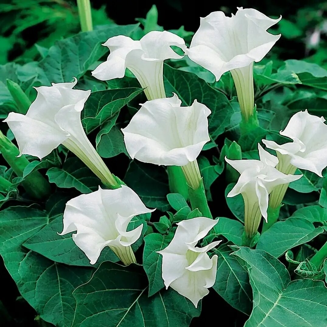 Дурман Индийский (Датура) Datura Metel семена 15 штук + подарок